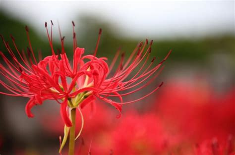 彼岸花 地獄花|彼岸花（ヒガンバナ）の別名と花言葉・色の種類や言。